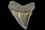 Fossil Megalodon Tooth - Sharp Serrations #138990-1